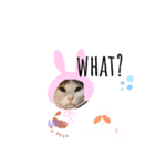 あわづさんちのにゃんこたち（個別スタンプ：7）