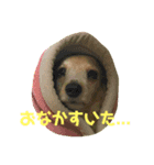 ぼっくはここちゃん。（個別スタンプ：5）