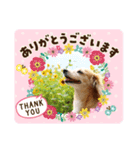 ぼっくはここちゃん。（個別スタンプ：6）
