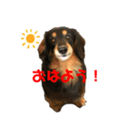 クッキー4月15日（個別スタンプ：1）