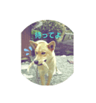 困ったテンテン（個別スタンプ：2）