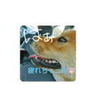 困ったテンテン（個別スタンプ：7）