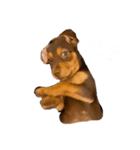 オージービーグルのクーパー君（個別スタンプ：5）