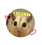 伊藤家のフクロモモンガ（個別スタンプ：4）