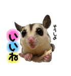 伊藤家のフクロモモンガ（個別スタンプ：6）