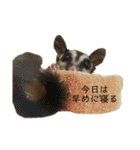伊藤家のフクロモモンガ（個別スタンプ：9）