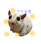 伊藤家のフクロモモンガ（個別スタンプ：11）
