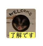伊藤家のフクロモモンガ（個別スタンプ：12）