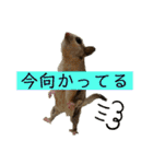 伊藤家のフクロモモンガ（個別スタンプ：14）