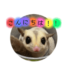 伊藤家のフクロモモンガ（個別スタンプ：17）