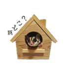 伊藤家のフクロモモンガ（個別スタンプ：23）