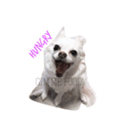 うちの白い子犬寝てます（個別スタンプ：2）