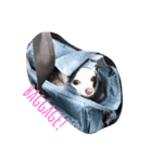 うちの白い子犬寝てます（個別スタンプ：3）