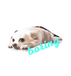 うちの白い子犬寝てます（個別スタンプ：4）