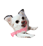 うちの白い子犬寝てます（個別スタンプ：5）
