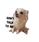 うちの白い子犬寝てます（個別スタンプ：6）