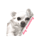 うちの白い子犬寝てます（個別スタンプ：7）