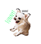 うちの白い子犬寝てます（個別スタンプ：8）