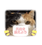 コロナに負けるにゃ！（個別スタンプ：1）