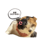 コロナに負けるにゃ！（個別スタンプ：2）