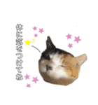 コロナに負けるにゃ！（個別スタンプ：3）