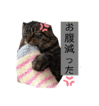 ( 厂˙ω˙ )厂うぇーいぃぃぃぃぃぃぃ（個別スタンプ：3）