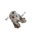 犬の一言 byシェリィ（個別スタンプ：1）
