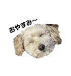 犬の一言 byシェリィ（個別スタンプ：3）
