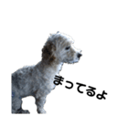 犬の一言 byシェリィ（個別スタンプ：4）