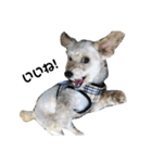 犬の一言 byシェリィ（個別スタンプ：5）