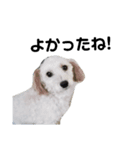 犬の一言 byシェリィ（個別スタンプ：6）