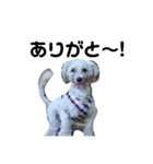 犬の一言 byシェリィ（個別スタンプ：7）