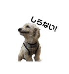 犬の一言 byシェリィ（個別スタンプ：8）
