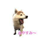 柴犬コボとチワワのくらちゃん（個別スタンプ：1）