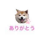 柴犬コボとチワワのくらちゃん（個別スタンプ：2）