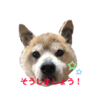 柴犬コボとチワワのくらちゃん（個別スタンプ：3）