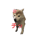 柴犬コボとチワワのくらちゃん（個別スタンプ：4）