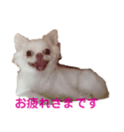 柴犬コボとチワワのくらちゃん（個別スタンプ：5）