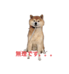 柴犬コボとチワワのくらちゃん（個別スタンプ：6）