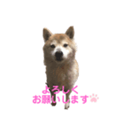柴犬コボとチワワのくらちゃん（個別スタンプ：7）
