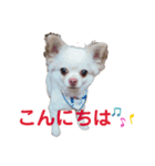 柴犬コボとチワワのくらちゃん（個別スタンプ：8）