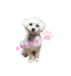 ᕼᗩᕈᕈY（個別スタンプ：1）