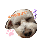 ᕼᗩᕈᕈY（個別スタンプ：3）