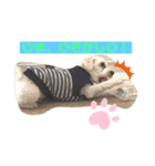 ᕼᗩᕈᕈY（個別スタンプ：6）