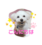 ᕼᗩᕈᕈY（個別スタンプ：9）