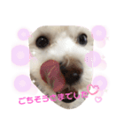 ᕼᗩᕈᕈY（個別スタンプ：11）
