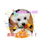 ᕼᗩᕈᕈY（個別スタンプ：14）