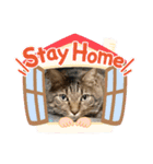 ミーくん！にゃん（個別スタンプ：4）