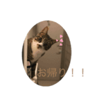 じぇらとーにのわんでい2（個別スタンプ：5）