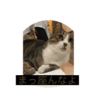じぇらとーにのわんでい2（個別スタンプ：6）